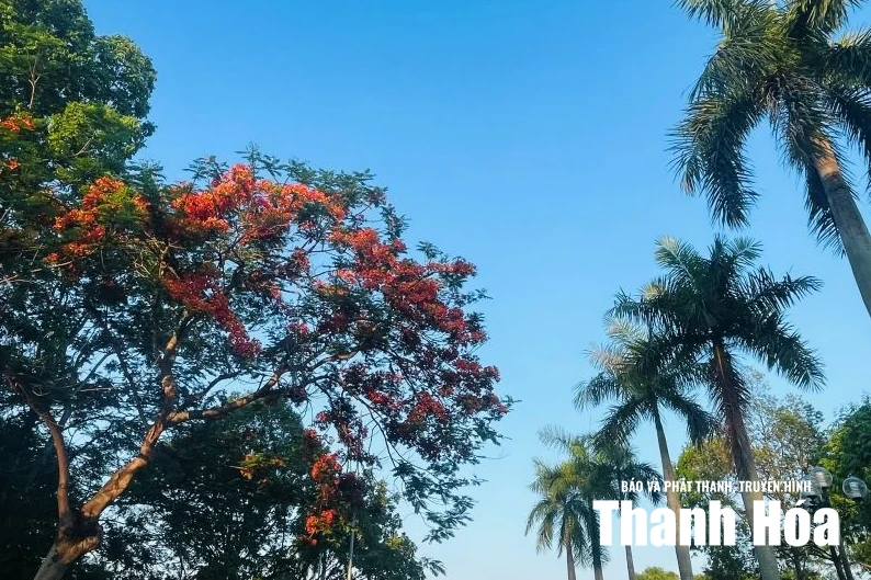 Khoảng xanh của phố