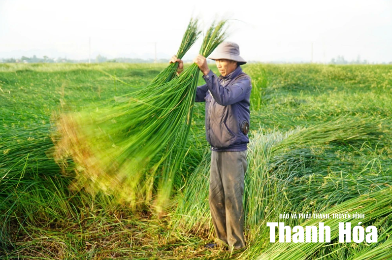 [Thanh Hóa xưa và nay] Gìn giữ hồn quê qua từng sợi cói