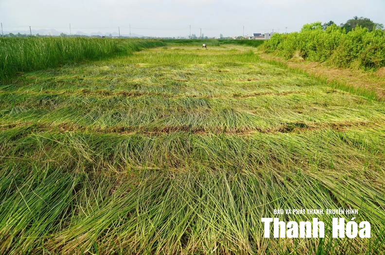 [Thanh Hóa xưa và nay] Gìn giữ hồn quê qua từng sợi cói
