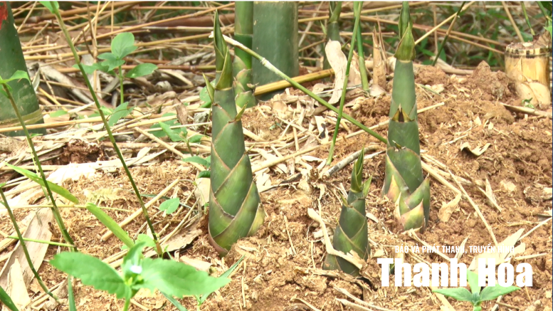 Từ măng xanh đến sinh kế bền vững