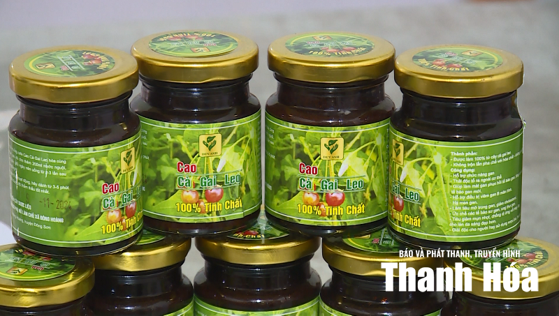 Tiên phong phát triển cây dược liệu đa giá trị