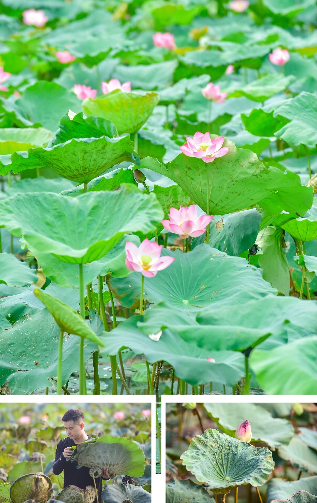 [E-Magazine] Đánh thức vẻ đẹp ngủ quên trên từng chiếc lá sen
