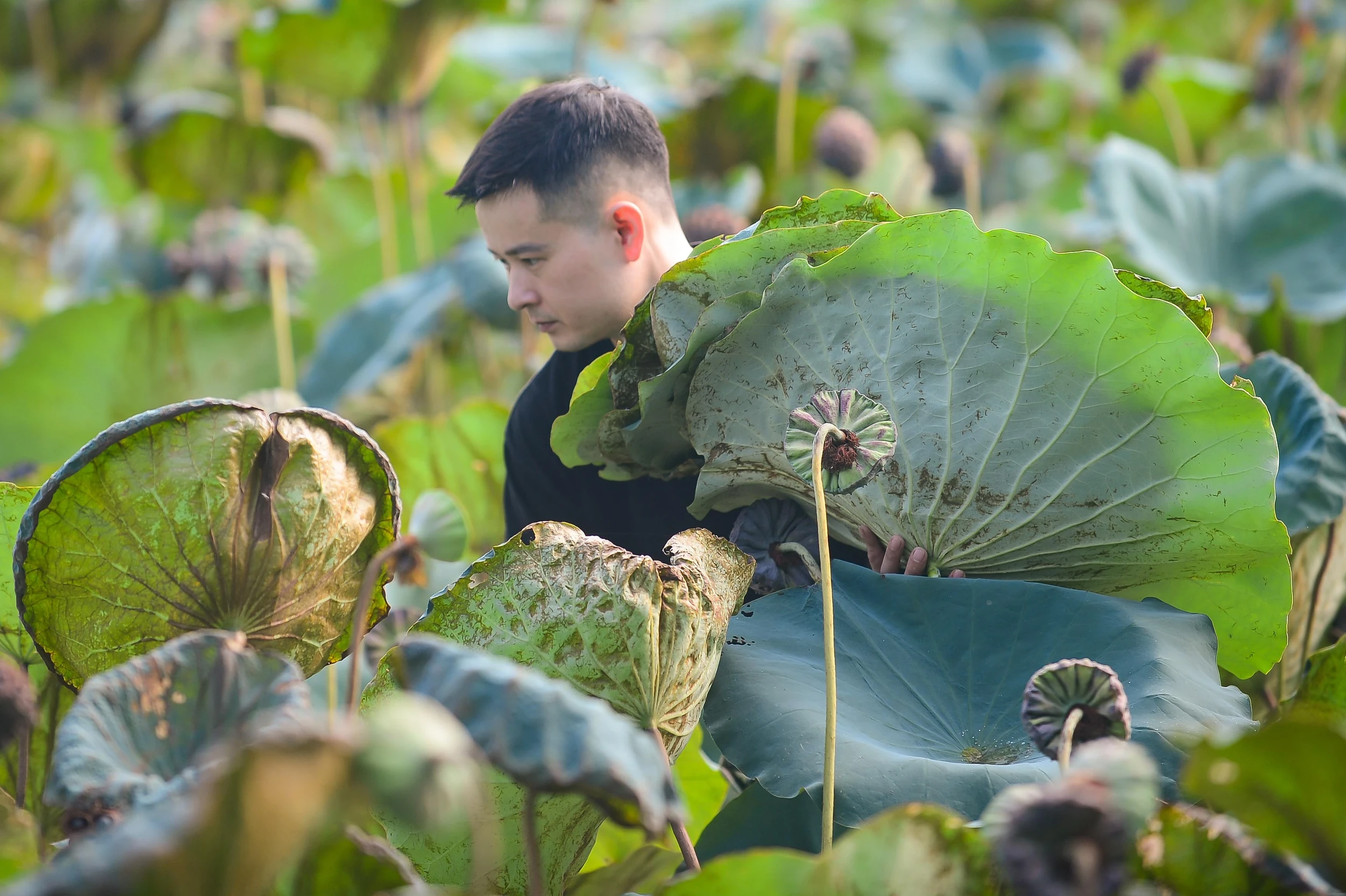 [E-Magazine] Đánh thức vẻ đẹp ngủ quên trên từng chiếc lá sen