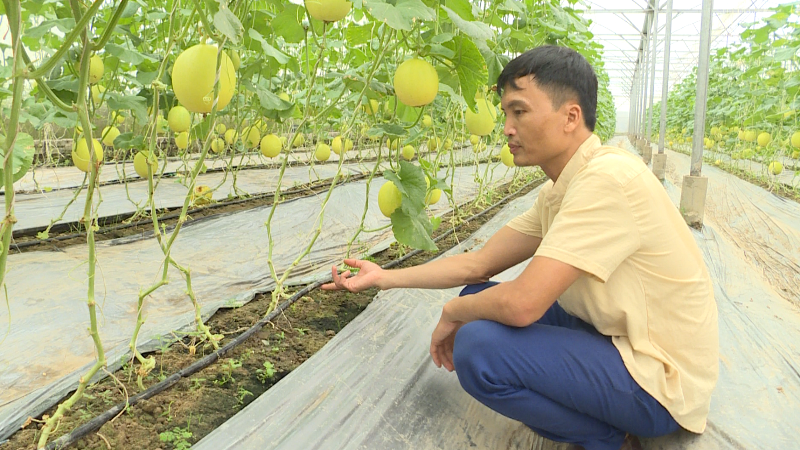 Vượt rào manh mún, hướng đến nền nông nghiệp hàng hóa