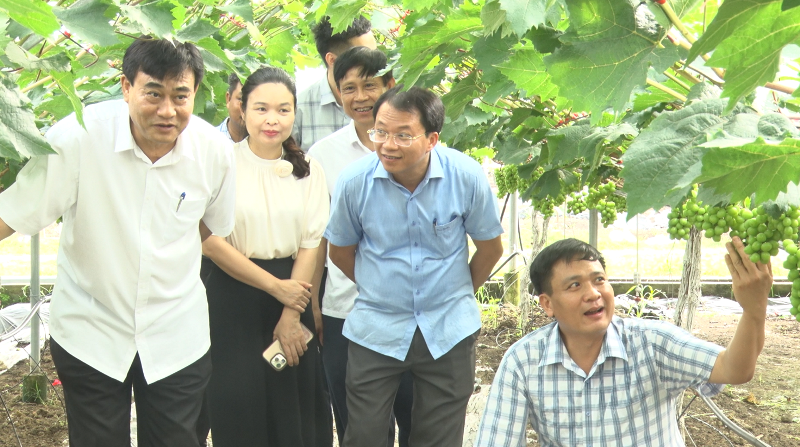 Vượt rào manh mún, hướng đến nền nông nghiệp hàng hóa