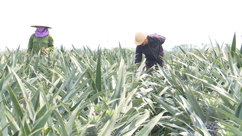 Vượt rào manh mún, hướng đến nền nông nghiệp hàng hóa