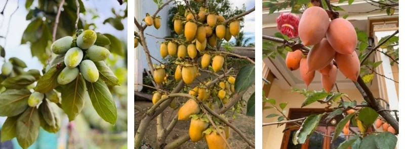 Phát triển mô hình trồng hồng tứ quý trên đất Vạn Lộc