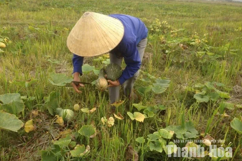 Gói quê gửi phố