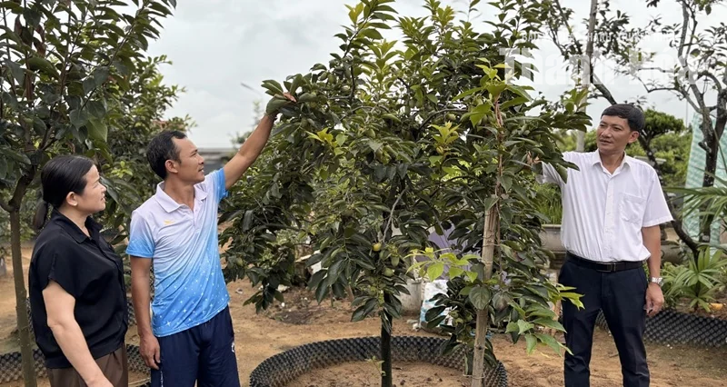 Phát triển mô hình trồng hồng tứ quý trên đất Vạn Lộc