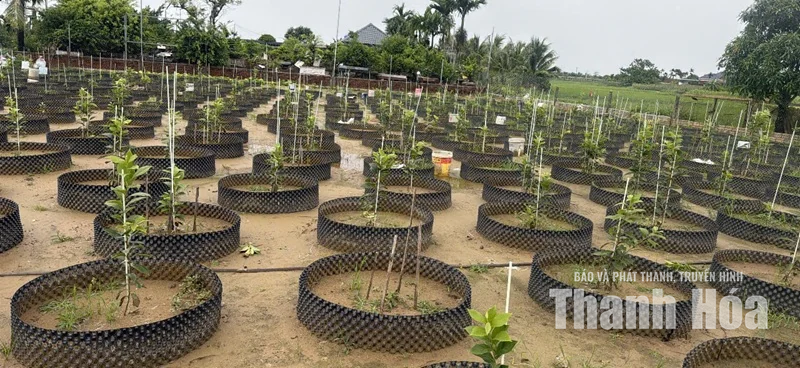 Phát triển mô hình trồng hồng tứ quý trên đất Vạn Lộc