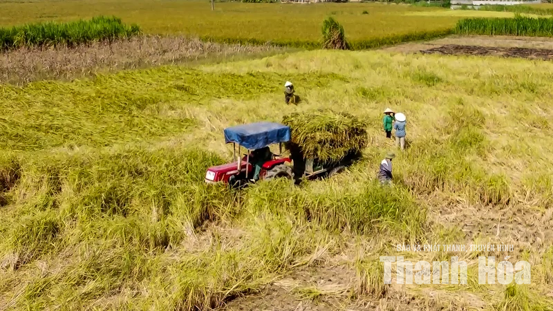 Giống lúa quý lưu giữ hồn đất Thạch Bình