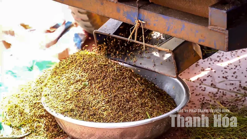 Giống lúa quý lưu giữ hồn đất Thạch Bình