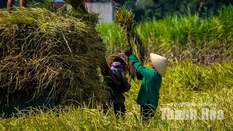 Giống lúa quý lưu giữ hồn đất Thạch Bình