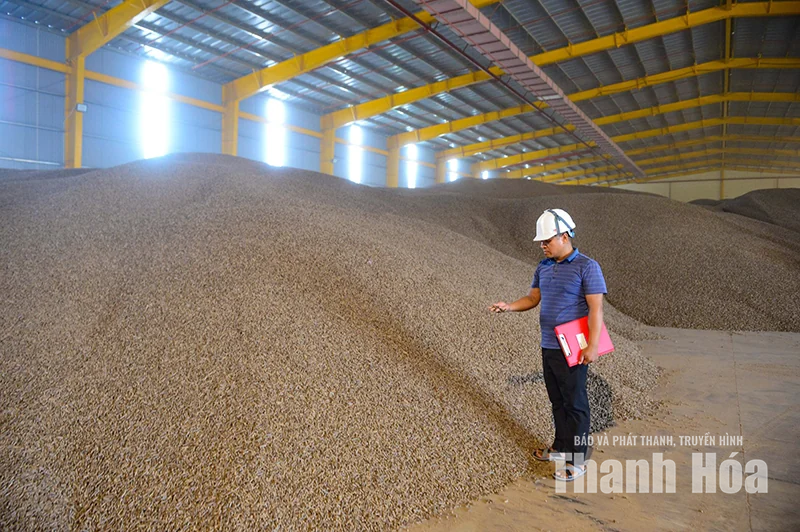 Cây keo, luồng&nbsp;sau cánh cửa nhà máy