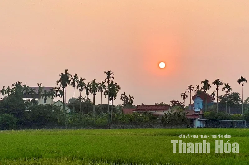 Mùa cau gọi ký ức về