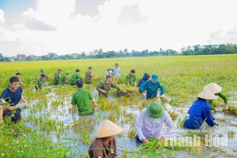 Xã Hậu Lộc huy động hơn 130 người gặt lúa giúp dân