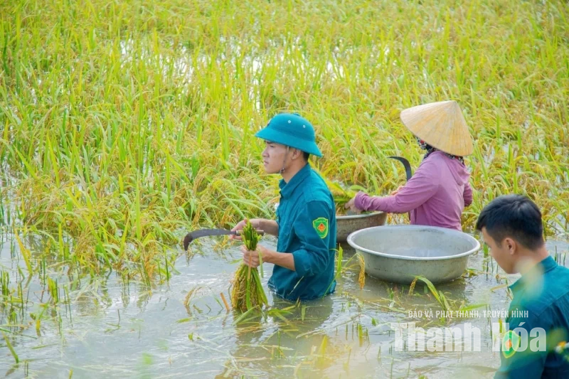 Xã Hậu Lộc huy động hơn 130 người gặt lúa giúp dân