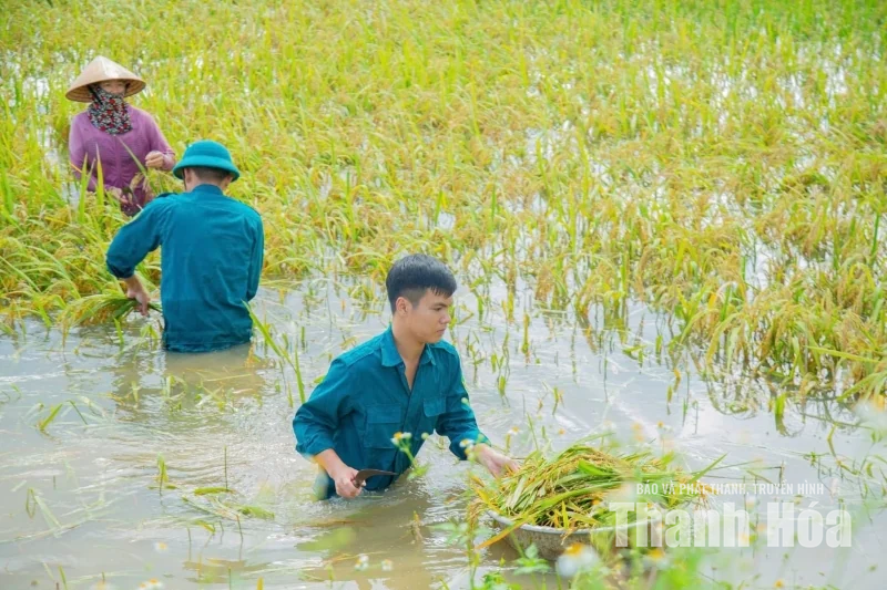 Xã Hậu Lộc huy động hơn 130 người gặt lúa giúp dân