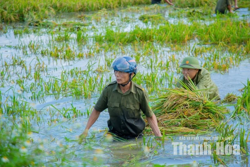 Xã Hậu Lộc huy động hơn 130 người gặt lúa giúp dân