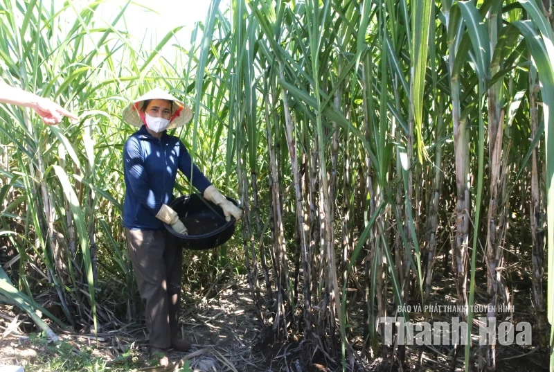 Cùng nông dân xây dựng sinh kế thích ứng với biến đổi khí hậu