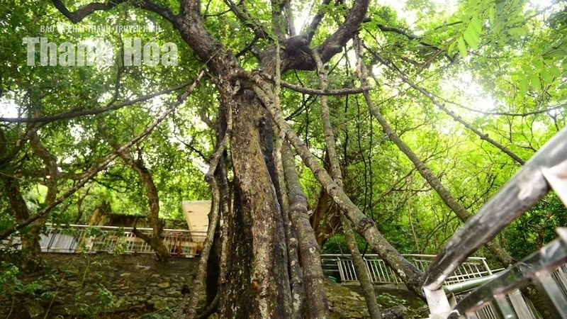 Độc đáo cây “võng tiên” bên Động Từ Thức