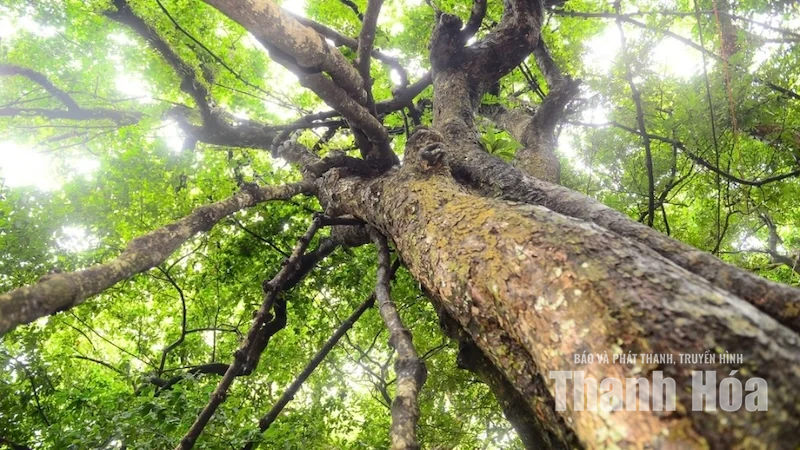 Độc đáo cây “võng tiên” bên Động Từ Thức