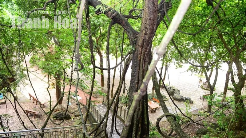 Độc đáo cây “võng tiên” bên Động Từ Thức