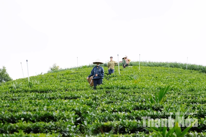 “Mùa xanh” trên những triền đồi Bình Sơn