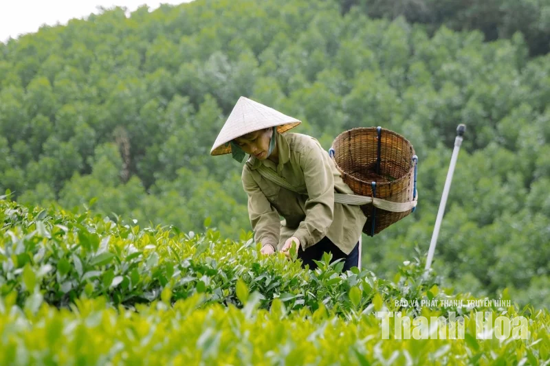 “Mùa xanh” trên những triền đồi Bình Sơn