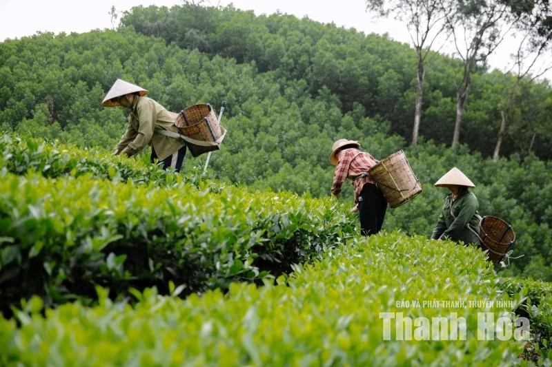 “Mùa xanh” trên những triền đồi Bình Sơn
