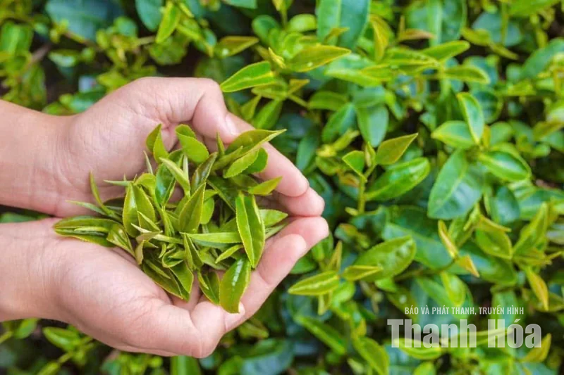 “Mùa xanh” trên những triền đồi Bình Sơn