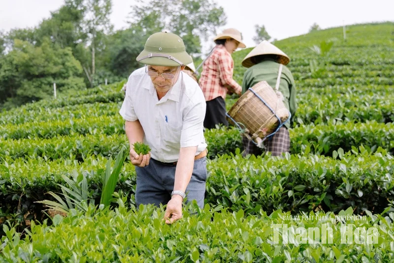 “Mùa xanh” trên những triền đồi Bình Sơn