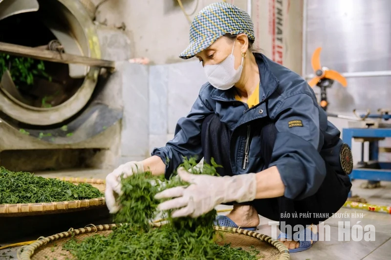 “Mùa xanh” trên những triền đồi Bình Sơn