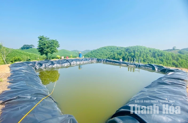 “Mùa xanh” trên những triền đồi Bình Sơn