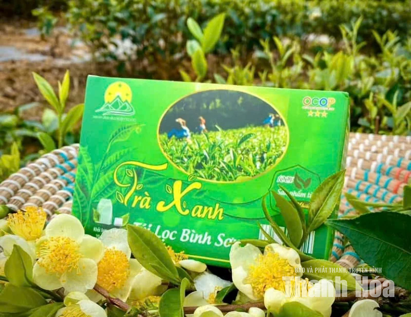 “Mùa xanh” trên những triền đồi Bình Sơn