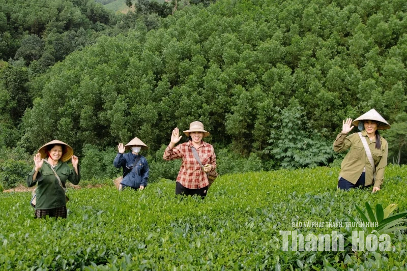 “Mùa xanh” trên những triền đồi Bình Sơn