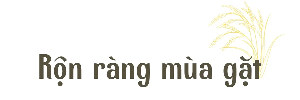 [E-Magazine] Mùa vàng trên rẻo cao