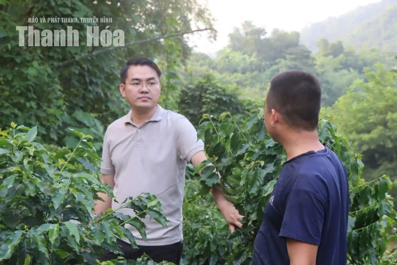 Cây cà phê giữa đồi luồng Thiên Phủ