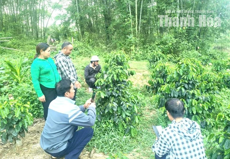 Cây cà phê giữa đồi luồng Thiên Phủ