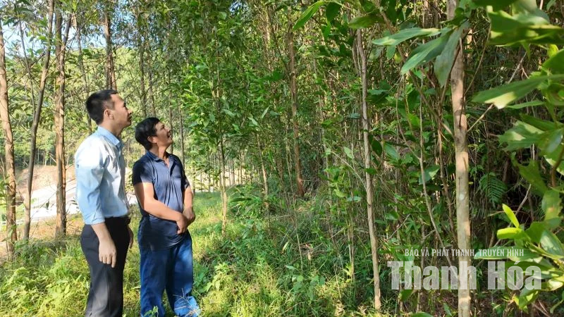 Từ vệt xanh đại ngàn đến cơ sở chế biến gỗ keo