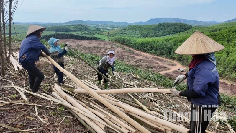 Từ vệt xanh đại ngàn đến cơ sở chế biến gỗ keo