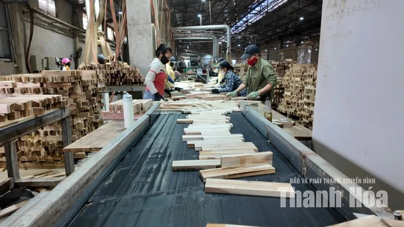 Từ vệt xanh đại ngàn đến cơ sở chế biến gỗ keo