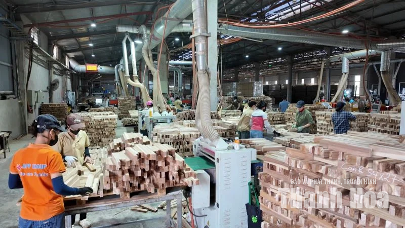 Từ vệt xanh đại ngàn đến cơ sở chế biến gỗ keo