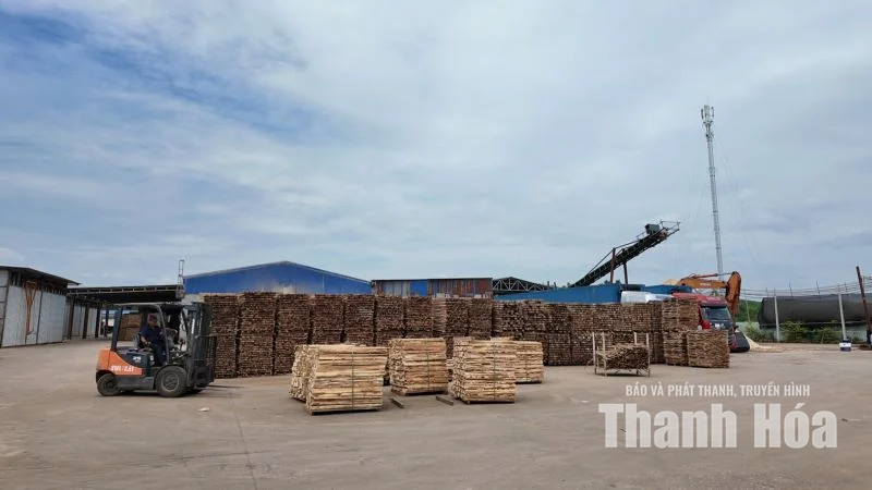 Từ vệt xanh đại ngàn đến cơ sở chế biến gỗ keo