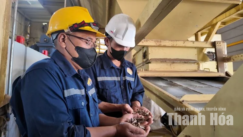 Từ vệt xanh đại ngàn đến cơ sở chế biến gỗ keo
