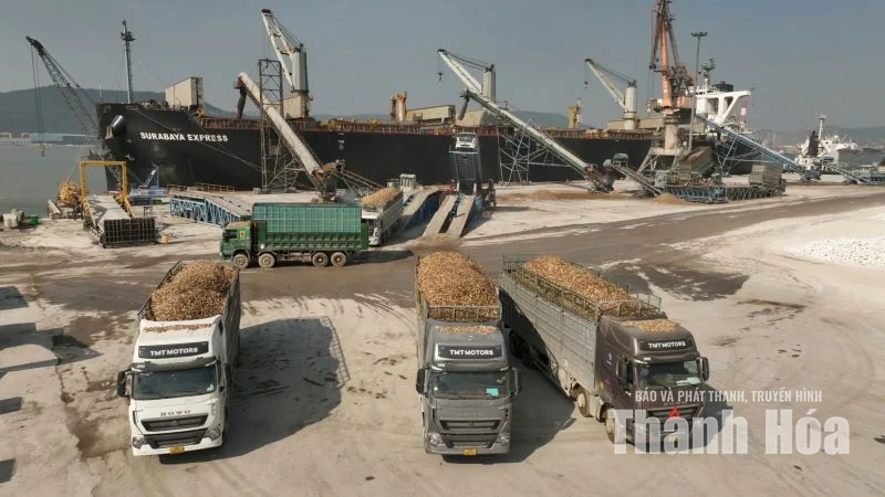 Từ vệt xanh đại ngàn đến cơ sở chế biến gỗ keo