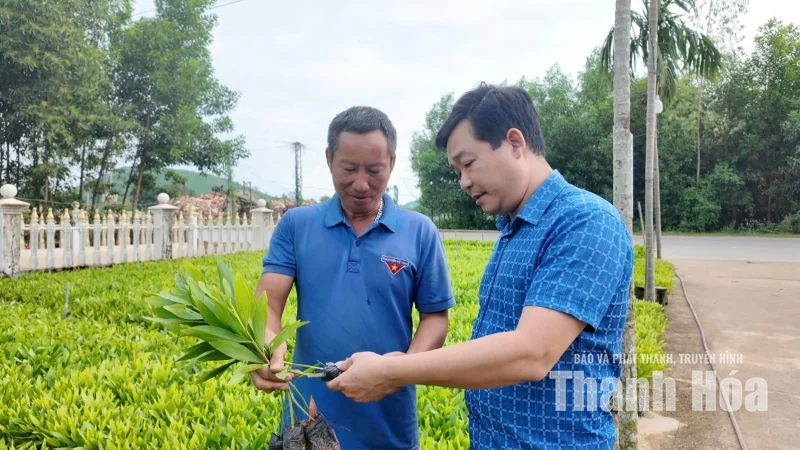 Từ vệt xanh đại ngàn đến cơ sở chế biến gỗ keo