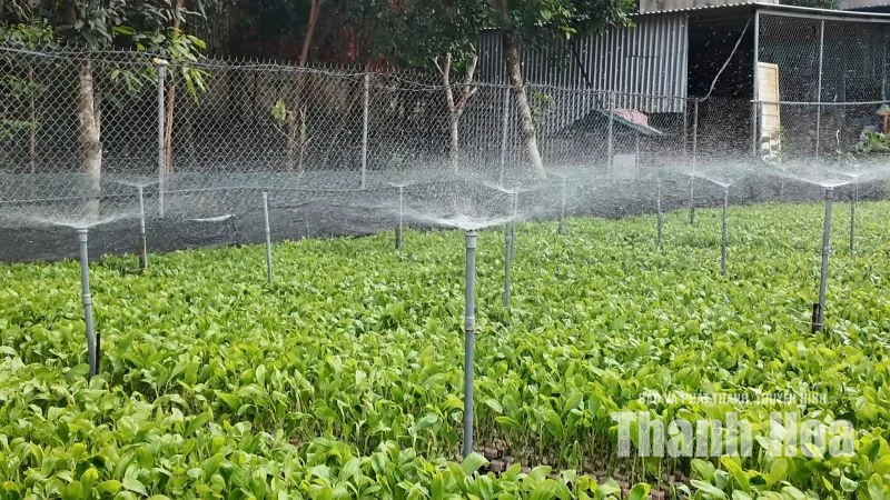 Từ vệt xanh đại ngàn đến cơ sở chế biến gỗ keo