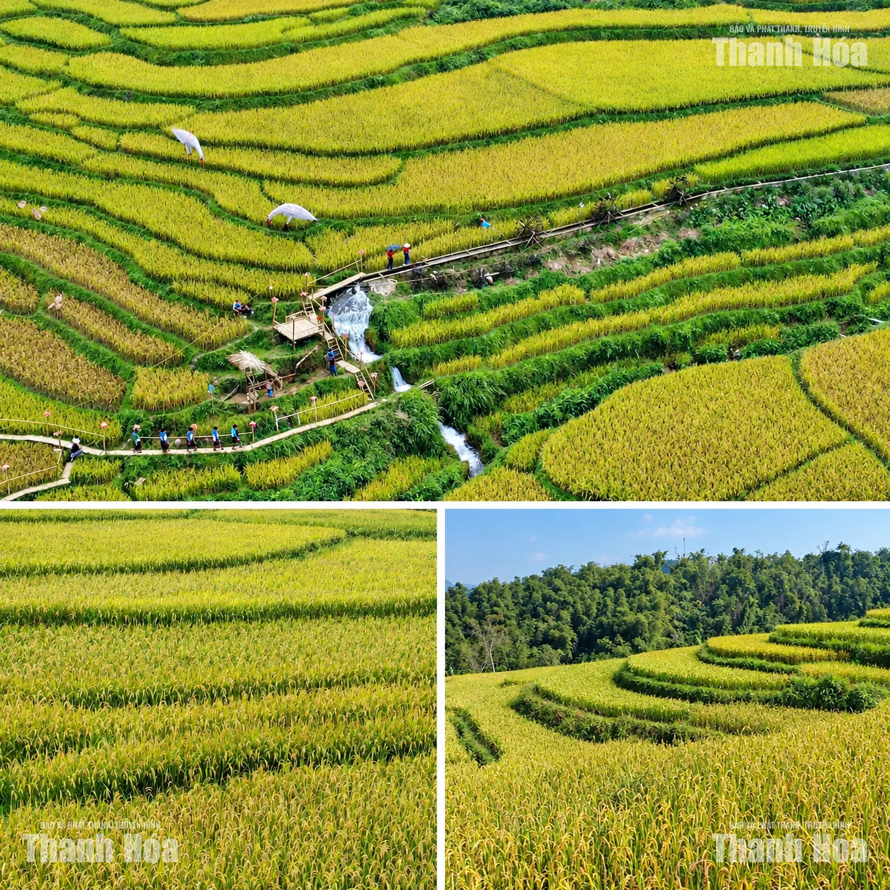 [E-Magazine] Mùa vàng trên rẻo cao