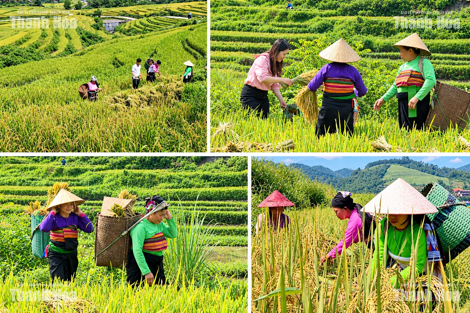 [E-Magazine] Mùa vàng trên rẻo cao